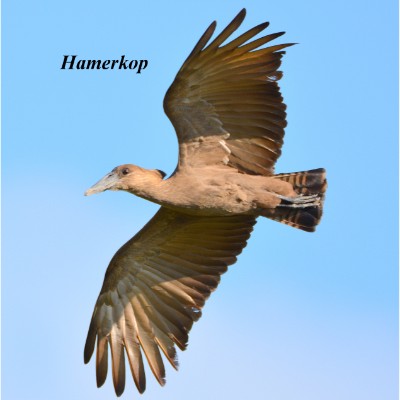 Hamerkop